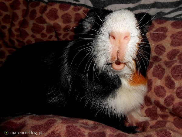Obrazek